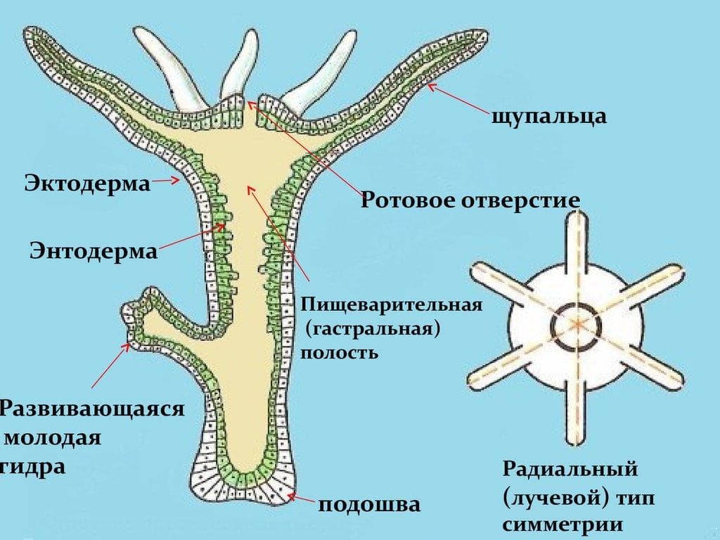 Как зайти на кракен тор